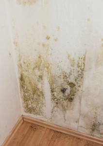 Environmentally Friendly Mold Removal Products