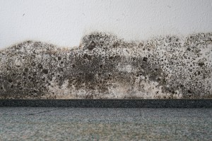 How can I fix my mold problem?