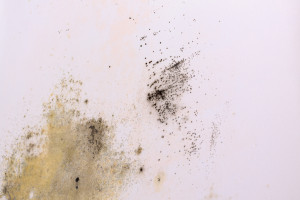 Our Areas of Expertise Series: Mold and Fungus
