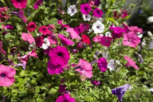 Planting Spring Flowers? Not so fast – Get your Soil Tested First
