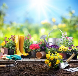 Tips for Gardening Success this Summer